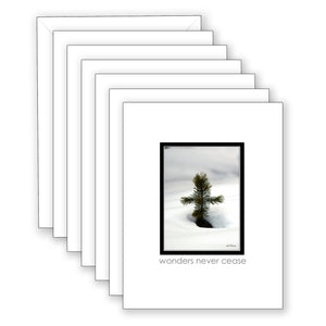 Pine Cross (John 3:16) - Boxed Notecard Collection