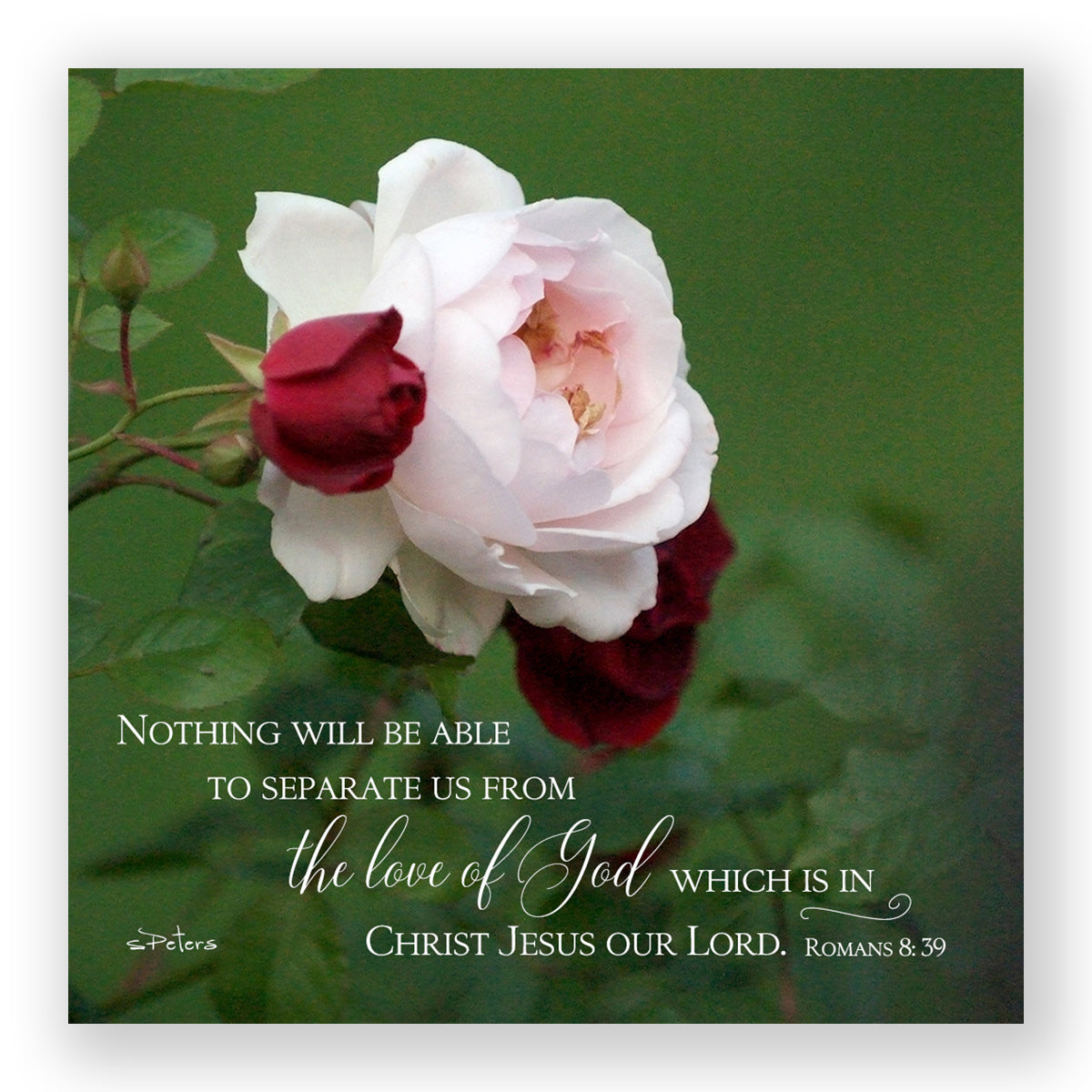 City Roses (Romans 8:39) - Frameable Print