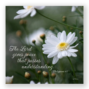 Daisy at Mission Ranch (Philippians 4:7) - Frameable Print