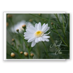 Daisy at Mission Ranch - Thank You Card