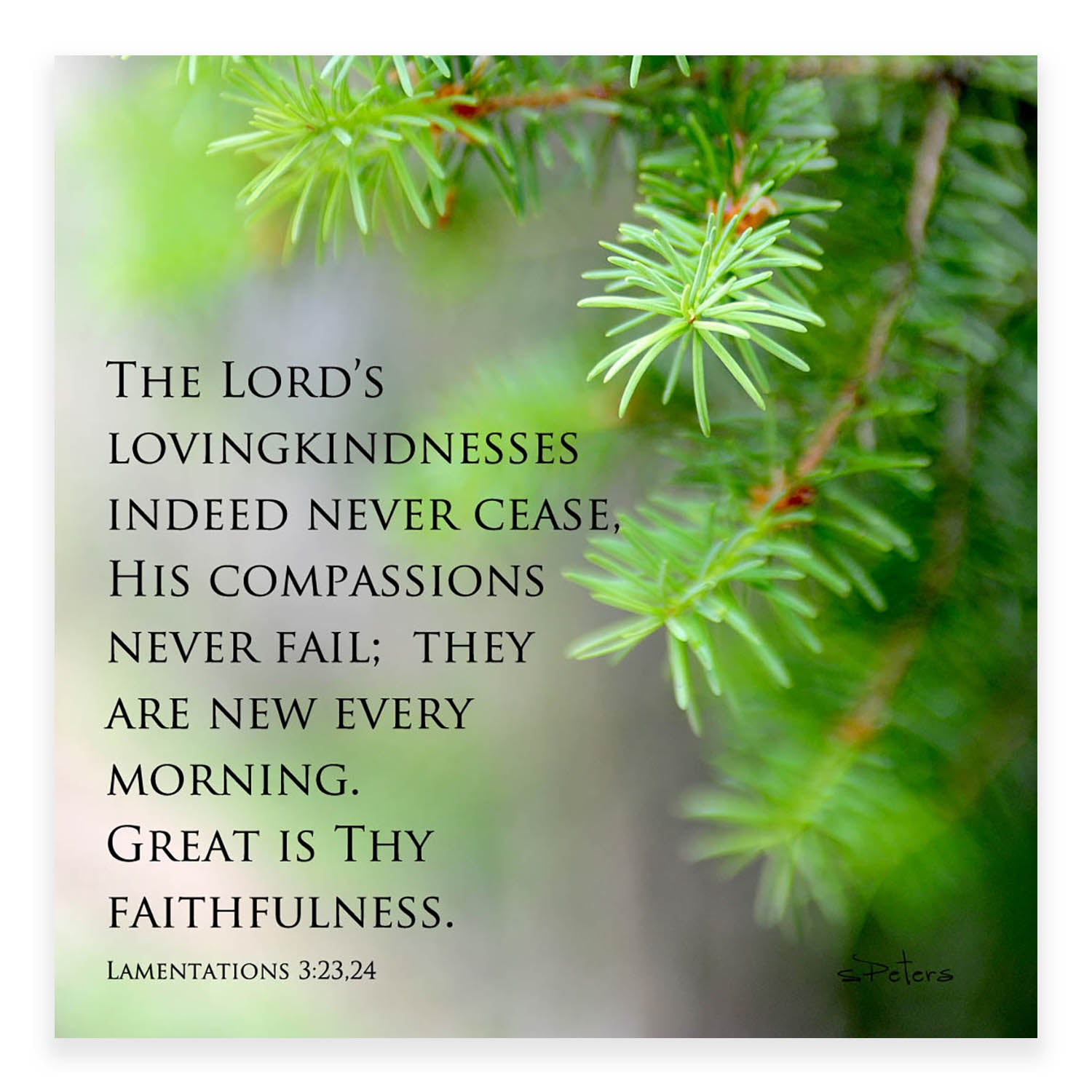 Fresh Pine (Lamentations 3:22-23) - Mini Print