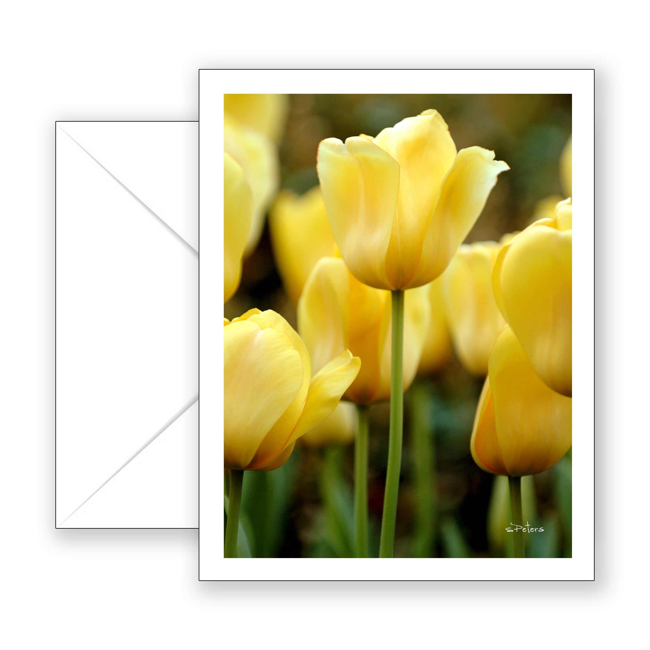 Golden Oxford Tulips Notecard - Blank Art Card