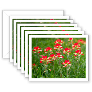 Indian Paintbrush Boxed Notecard Collection