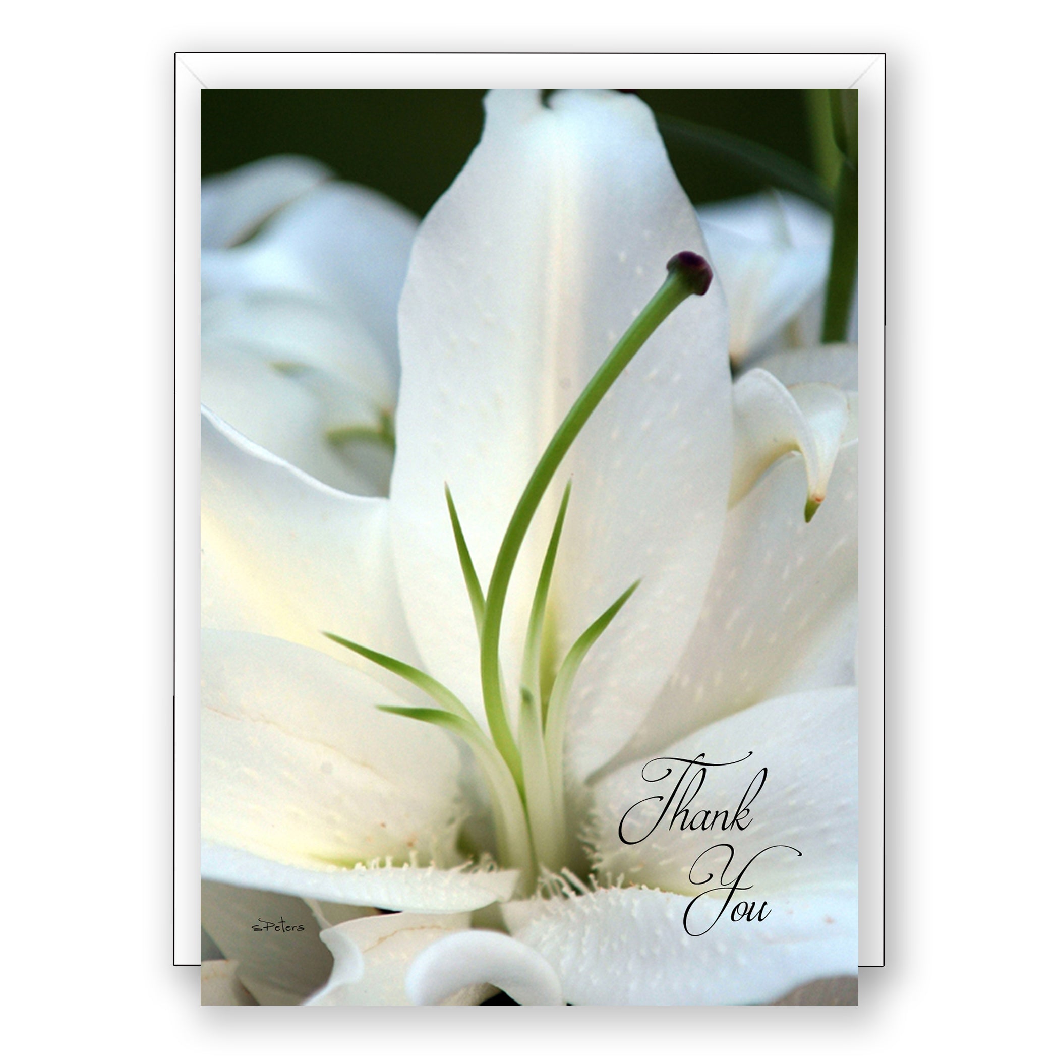 Linda's Lily - Thank You Card