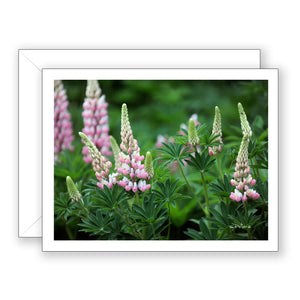 Lovely Lupines Blank Notecard