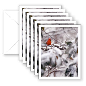 Missy's Red Bird Boxed Notecard Collection