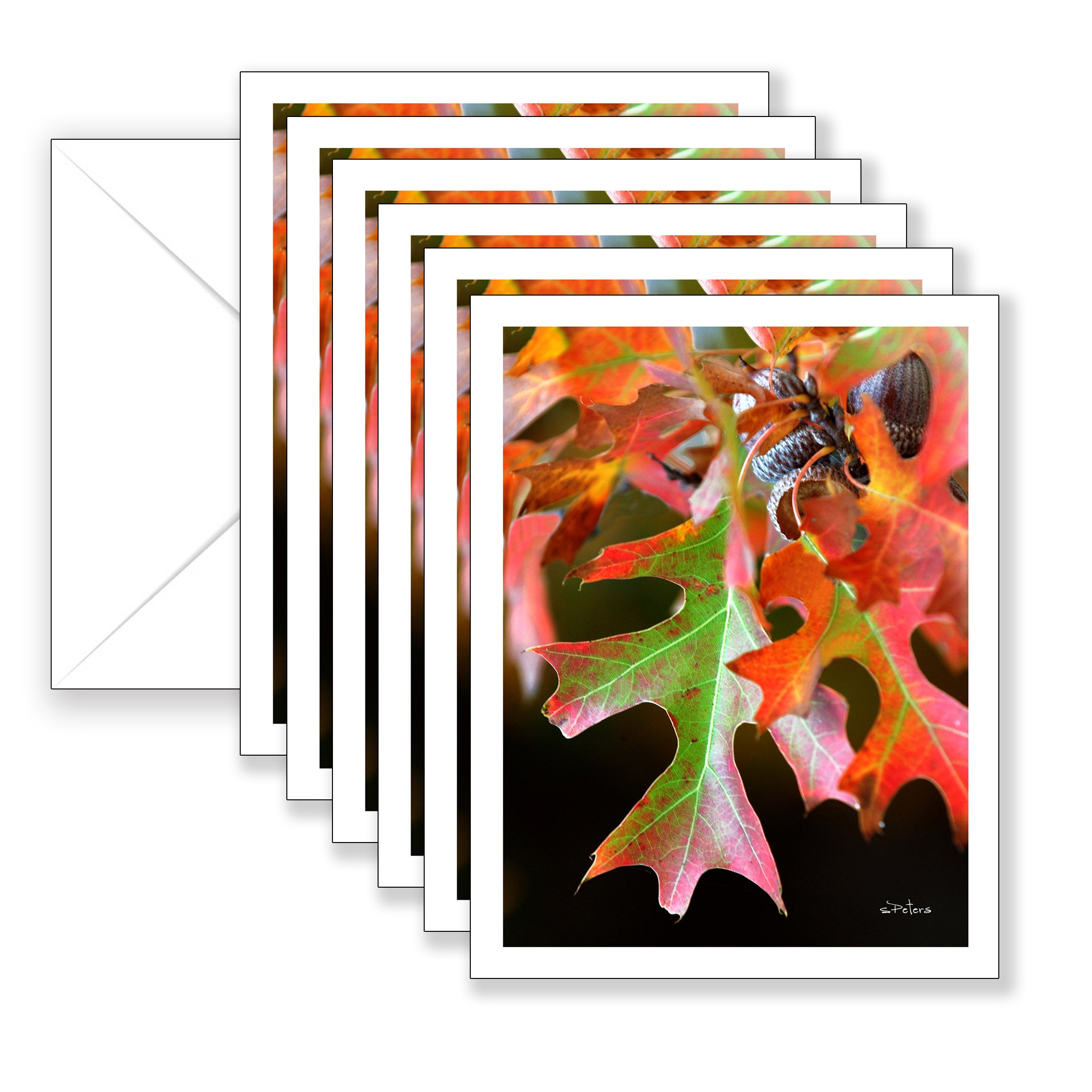 Oak Leaf in Autumn Boxed Notecard Collection