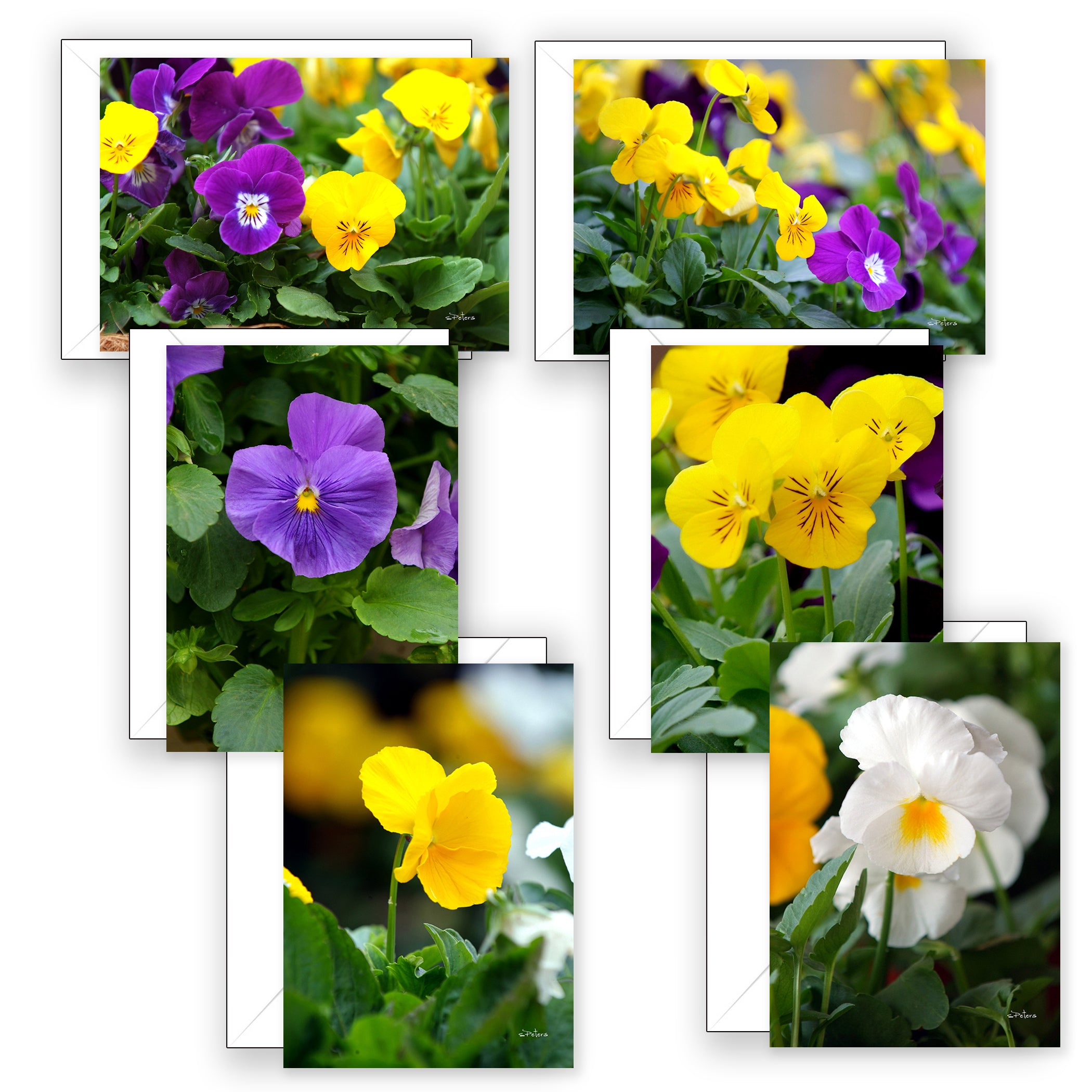 Pansy Party Boxed Notecard Collection