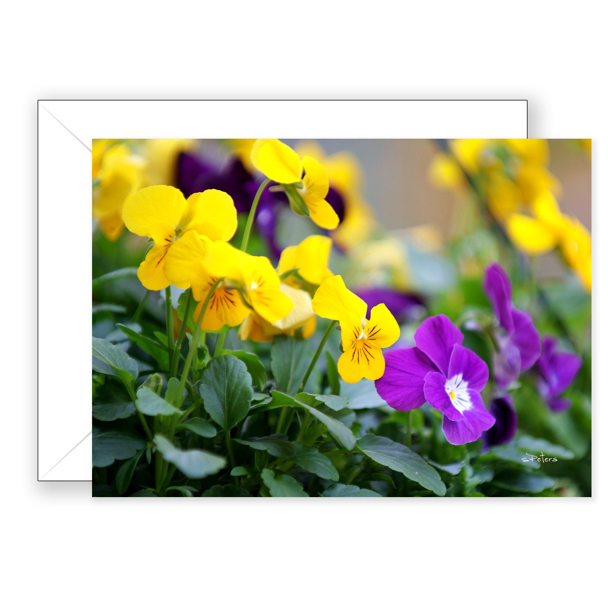 Peace and Pansies - Blank Art Card