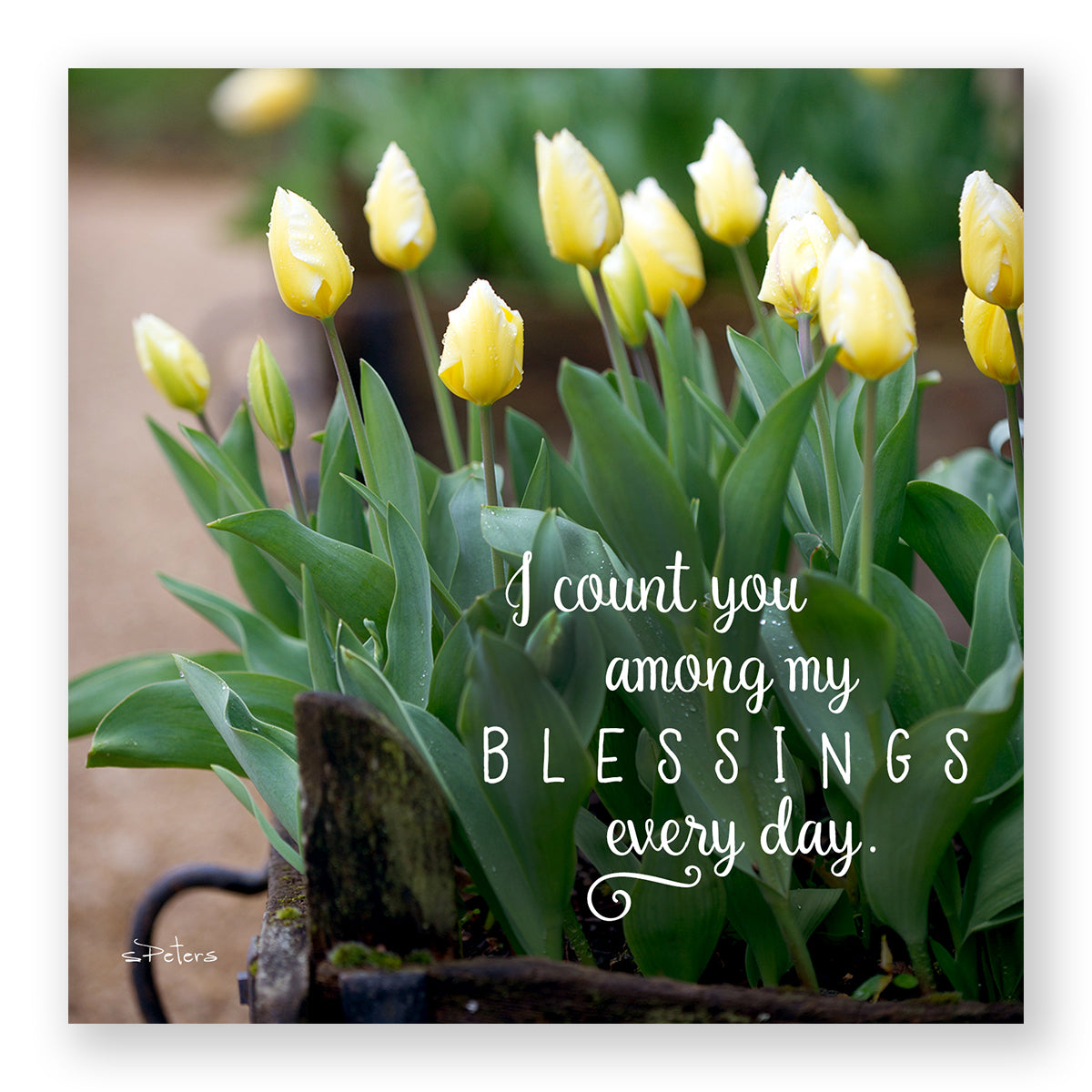 Truckloads of Tulips - Frameable Print