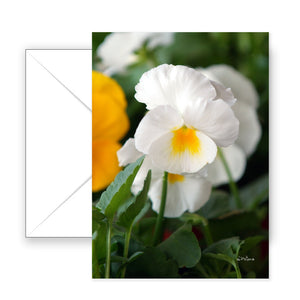 White Pansy - Blank Art Card