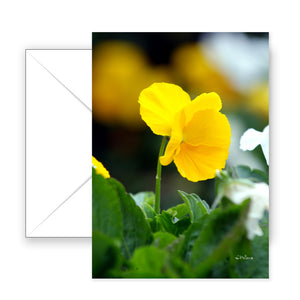 Yellow Pansy - Blank Art Card
